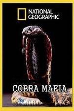 Watch National Geographic Cobra Mafia Online Putlocker
