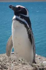 Watch National Geographic Wild Chronicles: Penguins Putlocker