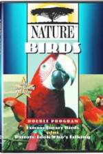 Watch PBS Nature - Extraordinary Birds Putlocker
