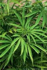 Watch Cannabis Whats The Harm Part 1 Online Putlocker
