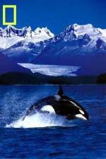Watch National Geographic Killer Whales Of The Fjord Putlocker