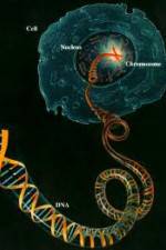 Watch Horizon: Miracle Cure? A Decade of the Human Genome Putlocker