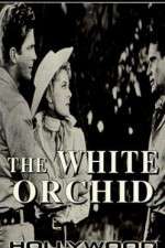 Watch The White Orchid Online Putlocker
