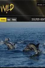 Watch National Geographic Wild Dolphin Army Putlocker