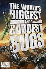 Watch Worlds Biggest and Baddest Bugs Putlocker