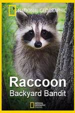 Watch Raccoon: Backyard Bandit Online Putlocker