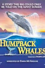 Watch Humpback Whales Putlocker