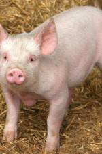 Watch Patent For A Pig: The Big Business of Genetics Putlocker