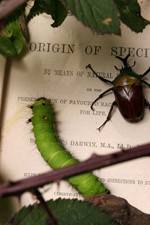 Watch Darwin's Struggle The Evolution of the Origin of Species Putlocker