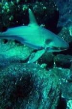 Watch National Geographic: Secret Shark Pits Putlocker