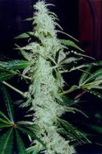 Watch Cannabis Whats The Harm Part 2 Putlocker