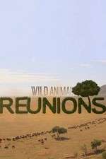 Watch Wild Animal Reunions Putlocker