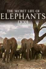 Watch The Secret Life of Elephants Putlocker