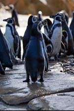 Watch Meet the Penguins Putlocker