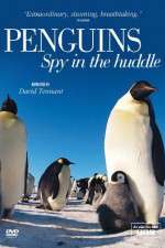 Watch Penguins Spy In The Huddle Putlocker