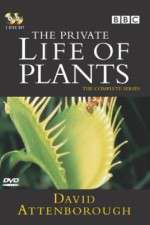 Watch The Private Life of Plants Putlocker