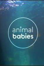 Watch Animal Babies Putlocker