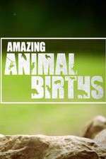 Watch Amazing Animal Births Putlocker