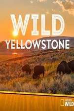 Watch Putlocker Wild Yellowstone Online