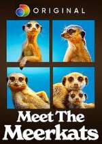 Watch Putlocker Meet the Meerkats Online