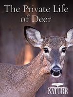 Watch The Private Life of Deer Putlocker