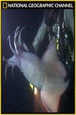 Watch National Geographic Hooked Squid Invasion Putlocker