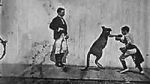 Watch The Boxing Kangaroo (Short 1896) Putlocker