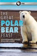 Watch The Great Polar Bear Feast Putlocker