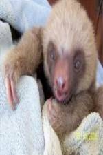 Watch Too Cute! Baby Sloths Putlocker
