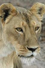 Watch Last Lioness: National Geographic Putlocker