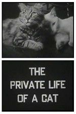 Watch The Private Life of a Cat Putlocker
