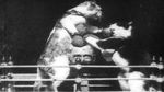 Watch The Boxing Cats (Prof. Welton\'s) Putlocker