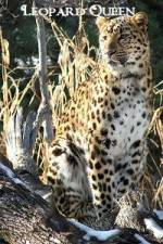 Watch Leopard Queen Putlocker