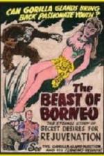 Watch The Beast of Borneo Putlocker