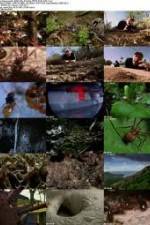 Watch National Geographic Wild - City Of Ants Putlocker