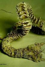 Watch Mongolian Death Worm Putlocker