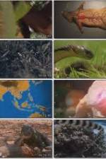 Watch National Geographic Wild : Deadliest Animals Asia Pacific Putlocker