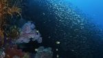 Watch Wild Window: Bejeweled Fishes Putlocker