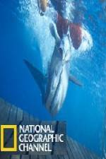 Watch National Geographic Shark Men Surfs Up Putlocker