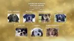 Watch American Humane Hero Dog Awards: 10th Anniversary Celebration (TV Special 2020) Putlocker