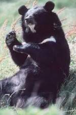Watch National Geographic Wild : Black Bears Unleashed Putlocker
