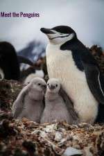 Watch Meet the Penguins Putlocker