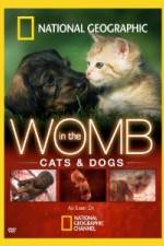 Watch National Geographic In The Womb Cats Putlocker