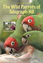 Watch The Wild Parrots of Telegraph Hill Putlocker