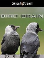 Watch Bird Brain Putlocker
