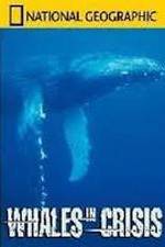 Watch National Geographic: Whales in Crisis Putlocker