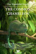 Watch Our Wonderful Nature - The Common Chameleon Putlocker