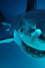 Watch National Geographic. Shark attacks investigated Putlocker