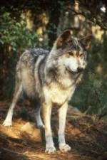 Watch National Geographic Wild - Inside the Wolf Pack Putlocker