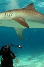 Watch Dive To Tiger Shark Central Putlocker